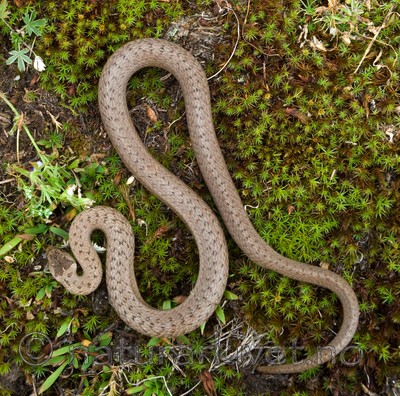 BB 11 0213 / Coronella austriaca / Slettsnok